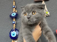 Gri ve silver scottish fold bebekler