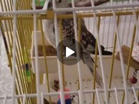 4 aylık wifi sultan papağanı kafesiyle birlikte erkek