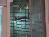 3 katlı üretim kafesi sıfır ayarında muhabbet kuşu