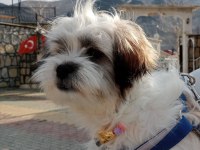 Acil köpeğimiz
