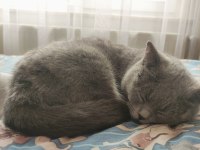 Tatlı british shorthair kızımıza yuva arıyoruz