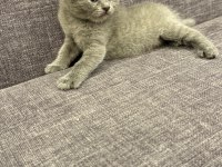 British shorthair blue point