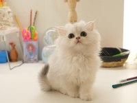 British Longhair Silver Top Kafa Yavrumuz