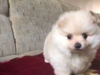 Orjinal Kendi Dişi Yavrumuz Pomeranian