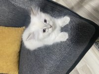 Bir erkek ve bir dişi mevcut kedimiz
