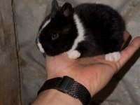 Safkan cüce tavşanlar (Netherland dwarf)