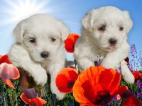 Maltese Terrier Yavrular Ruhsatlı Çiftlik