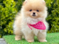 Sevimli Pomeranian Boo Yavrularımız