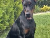 Dünyaca ünlü doberman torunu