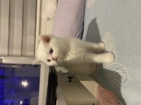 Erkek british shorthair safkan