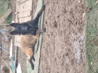 İyinin iyisini arayanlara malinois