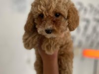 Maltipoo Minik Canlar Orijinal Ev Doğumlu