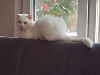 British shorthair kızımız yeni yuvasını arıyor