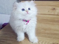 British shorthair süper kalite
