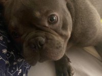 1 Yaşında Blue Egzotik French Bulldog