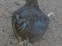 Satılık horoz