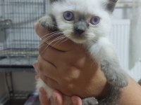 50 Günlük British Shorthair Bebisler