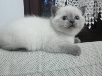 1.5 Aylık Dişi British Shorthair Yavrumuz