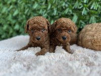 Toy Poodle bebekler orijinal ırk garantili