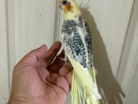 59 Günlük Renk Güzeli Kusursuz Sultan Papağanı Bebek