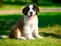 St bernard yavrular