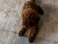 Safkan toy poodle yavrumuz 2.5 aylık