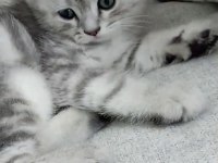 Kediler ücretsizdir ama aşı takibi şartıyla yalnız ankara