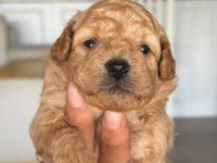 Maltipoo Yavrular
