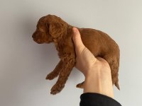 Red Brown Toy Poodle
