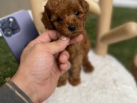 Orjinal Poodle Köpekleri