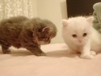Minik british longhair pamuklar