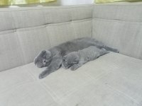 Ankara 4 aylık Kediler