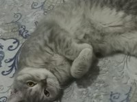 Dişi scottish straight kızım