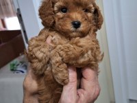Kocaelide Poodle Dişi Bebekler