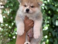 Safkan Japon akita