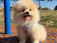 Pomeranian Boo Safkan