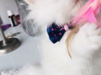 Kar beyaz longhair mavi gözlü yakışıklı british oğullarım