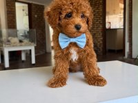 Orjinal Toy Poodle Yavrumuz 