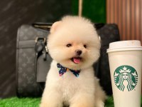 Ayı Surat Pomeranian Yavrular Korekan