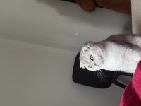 Biblo gibi scottish fold kızımız