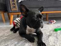 French bulldog 2 yaşında