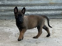 A Kalite Erkek Ve Dişi Belçika Malinois