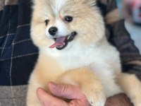 Pomeranian Boo 7,5 Aylık