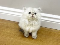 Kaliteli british longhair bebekler