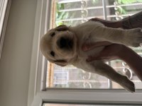 Golden retriever orjinal safkan bebeklerimiz 2 haftalık