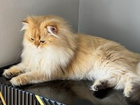 Şecereli British Longhair Golden By11 Yetişkin Erkek