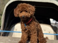 Bebeğimiz olacağı için vermek zorundayız erkek poodle