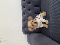 T cup yorkie terrier en küçük boy