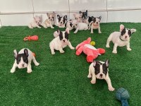 French Bulldog Yavruları