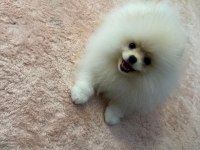 Çok güzel pamuk dişi pomeranian